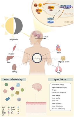 Acupuncture in circadian rhythm sleep–wake disorders and its potential neurochemical mechanisms